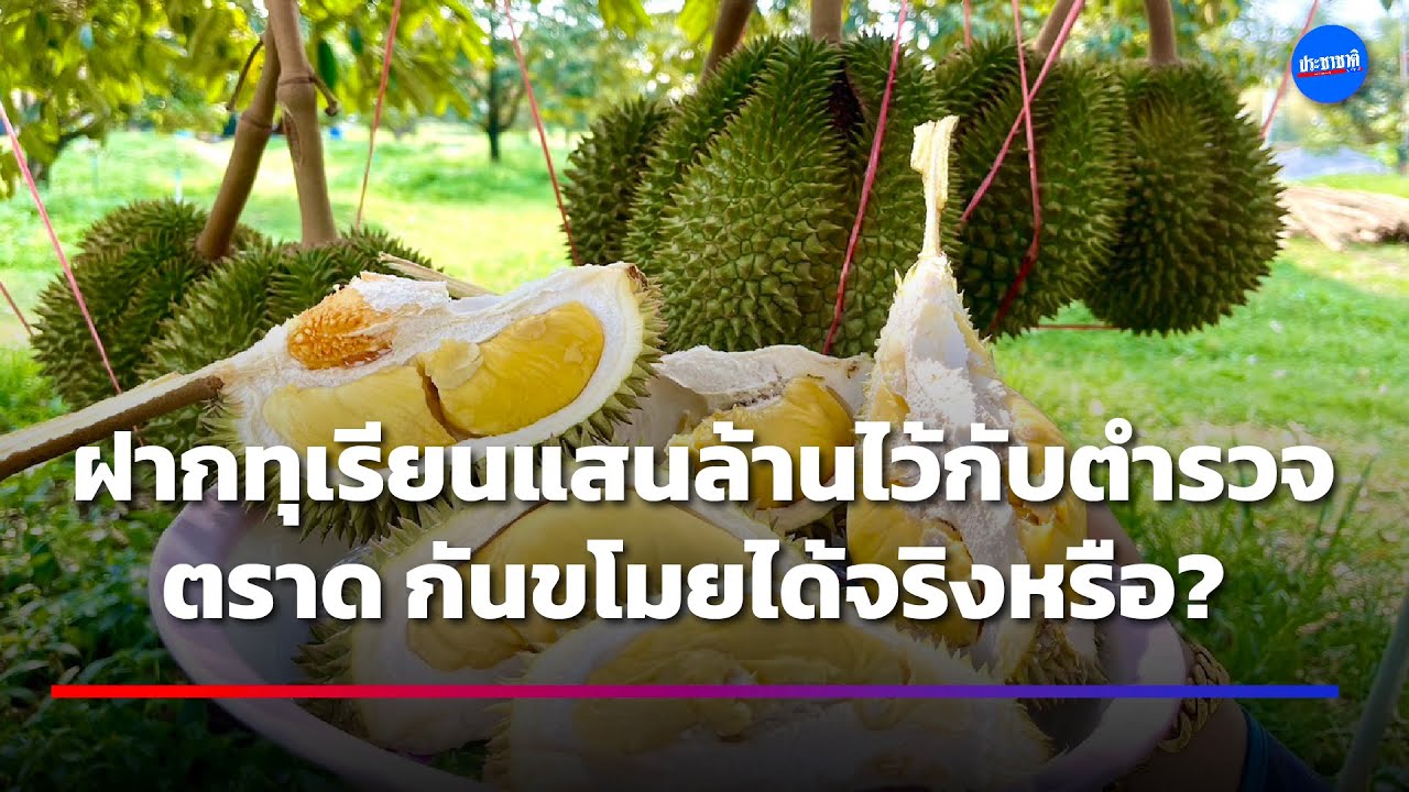 ทุเรียนราคาพุ่ง 300 บาท/กิโล ตราดจัดโครงการป้องกันขโมย