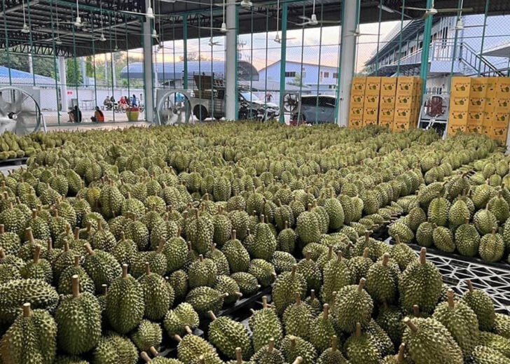 ทุเรียน