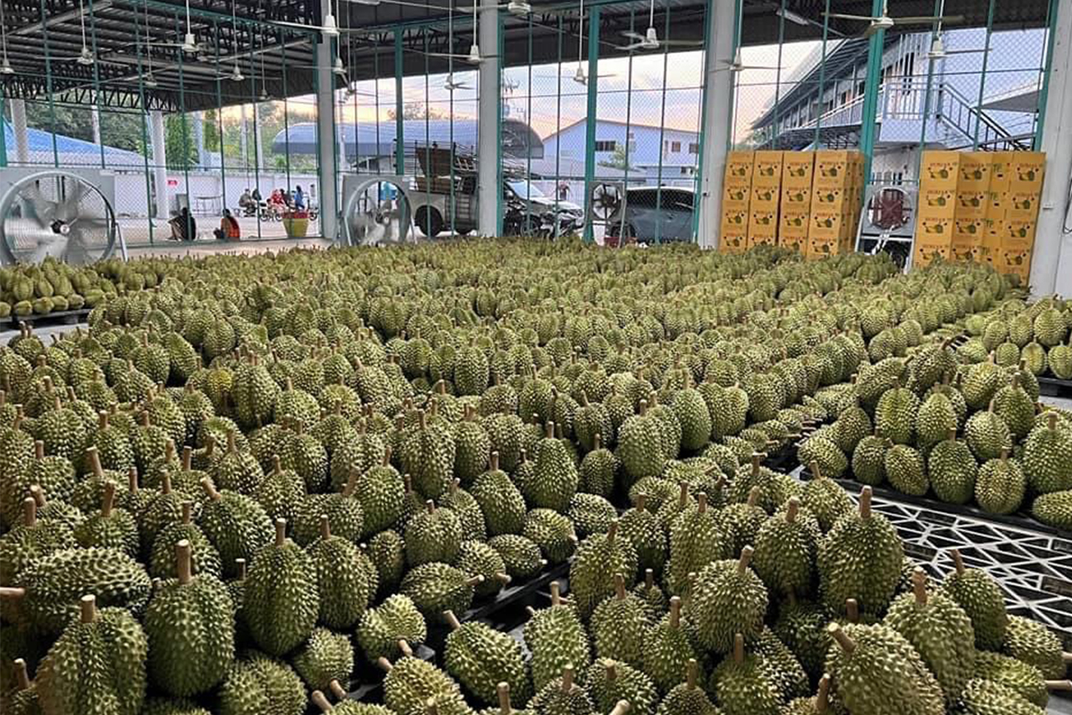 ทุเรียนฤดูใหม่ไทยชนเวียดนาม ส่งออกติดด่านจีน-ค่าขนส่งพุ่ง