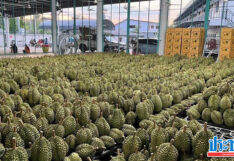 ทุเรียน