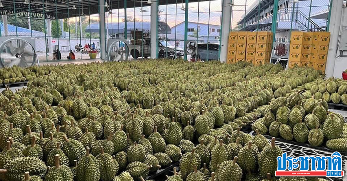 ทัพ “ล้งจีน” บุกภาคตะวันออก เปิดศึกซื้อทุเรียนดันราคาพุ่ง