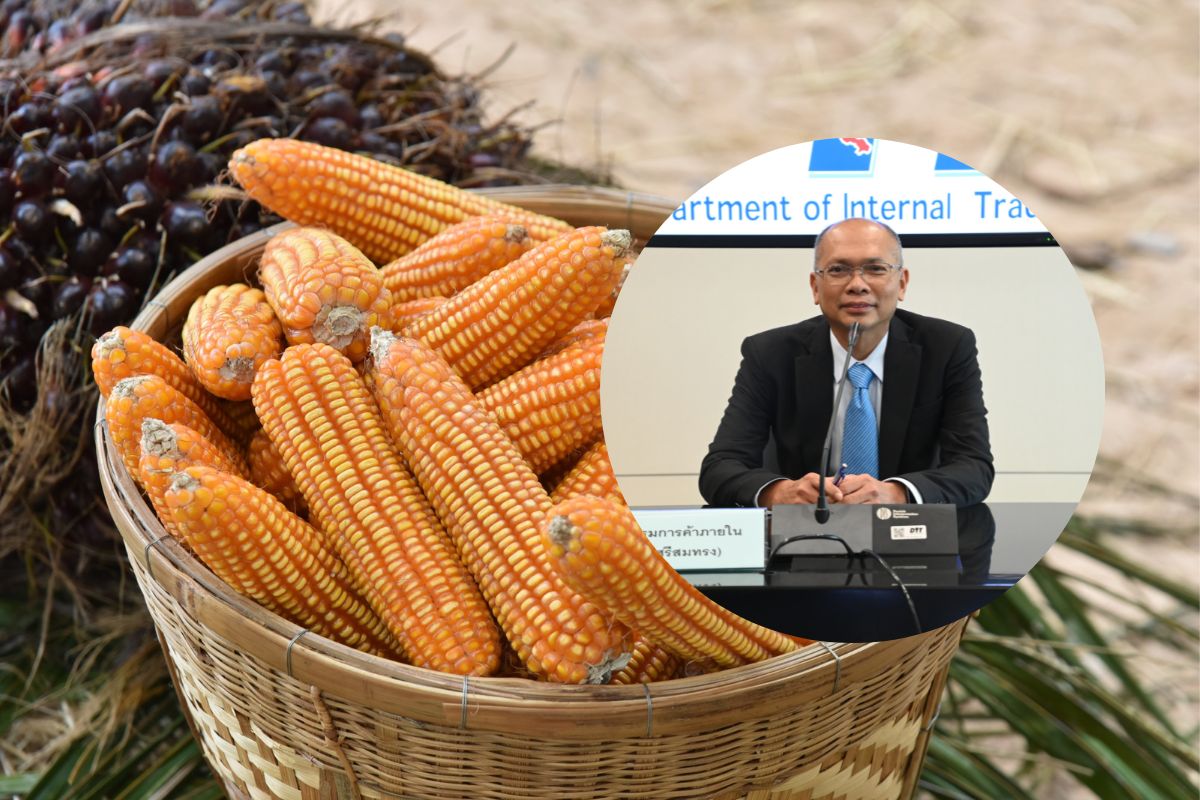 ประกันรายได้ข้าวโพดเลี้ยงสัตว์ งวดที่ 1-5 ไม่ต้องจ่ายส่วนต่าง เหตุราคาดี