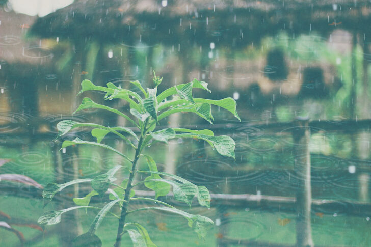 ฝนตก สภาพอากาศ พยากรณ์อากาศ ต้นไม้ ฝนตก สภาพอากาศ พยากรณ์อากาศ ต้นไม้