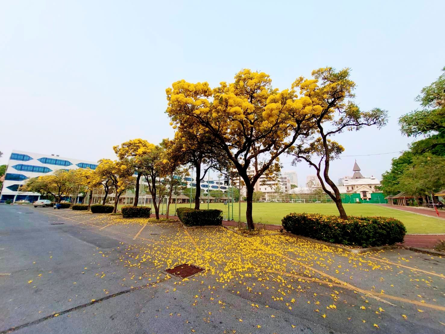 มธ.ท่าพระจันทร์ ชวนชม “เหลืองปรีดียาธร” ผลิดอกสวยงามข้างหอประชุม