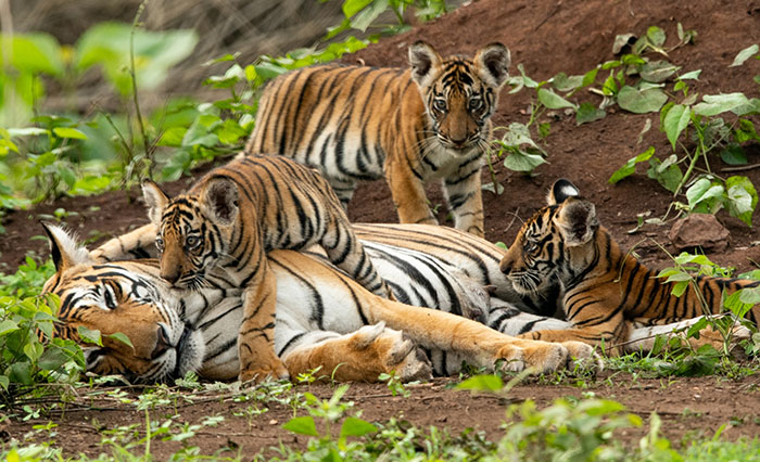 Save the Tigers 10 ปี บี.กริม ปกป้องเสือโคร่งให้ผืนป่า