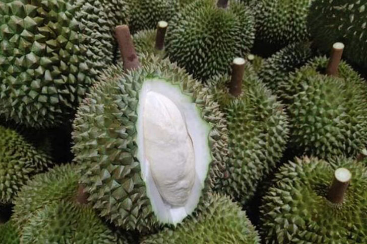 ทุเรียนอ่อน ทุเรียนอ่อน