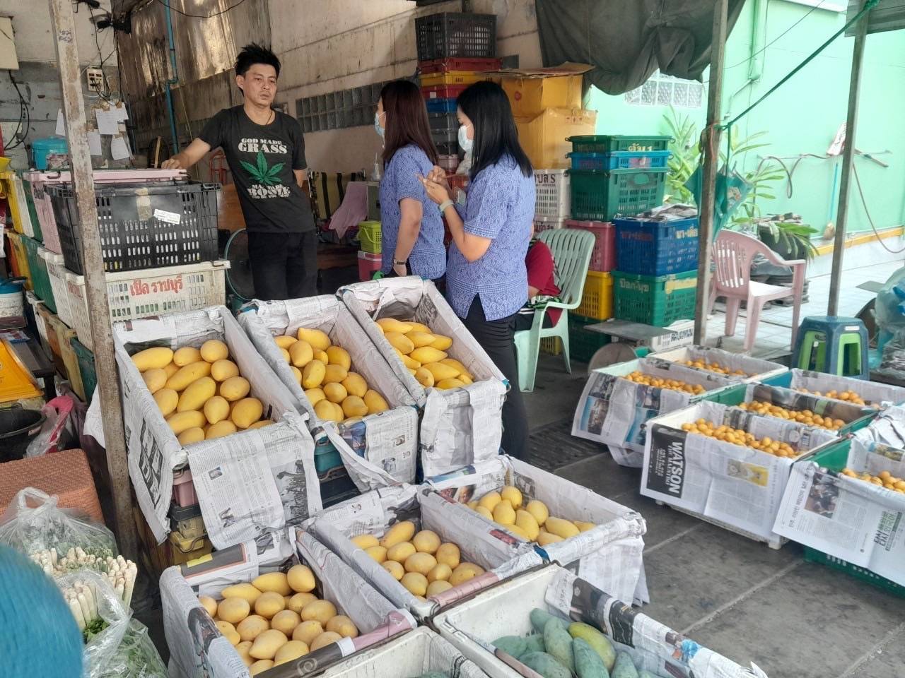 พาณิชย์ยัน มะม่วงราคาไม่ตก ซื้อขายเฉลี่ย 20-40 บาทต่อ ก.ก.