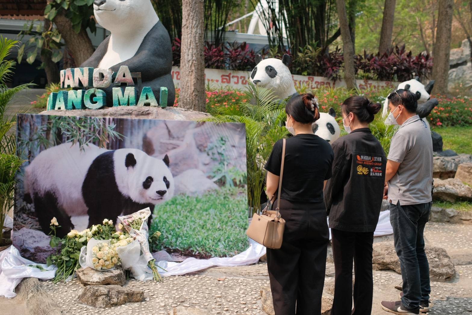 หมีแพนด้าสร้างรายได้สวนสัตว์เชียงใหม่กว่า 300 ล้าน