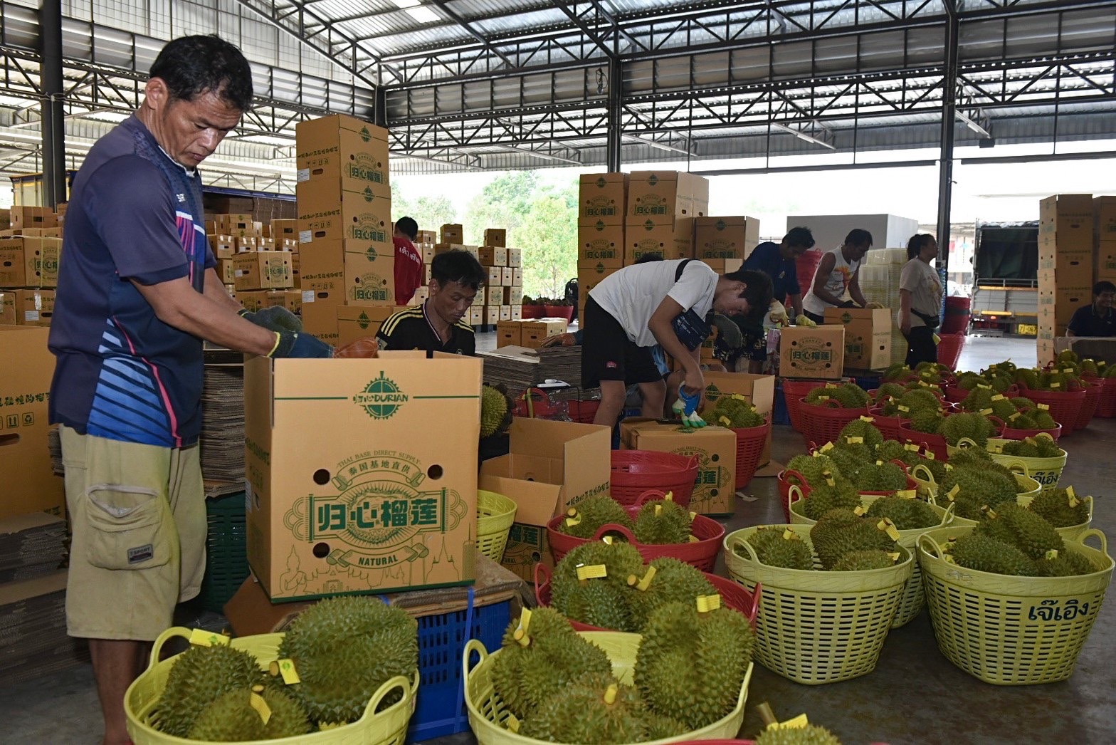 สุ่มตรวจเนื้อทุเรียน 7,600 ตัวอย่าง สกัดทุเรียนอ่อนด้อยคุณภาพ