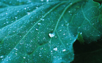 thailand rain ฝนตก ประเทศไทย ใบไม้ น่าน