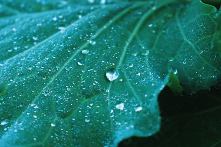 thailand rain ฝนตก ประเทศไทย ใบไม้ น่าน