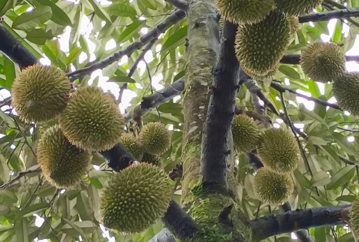 ทุเรียน