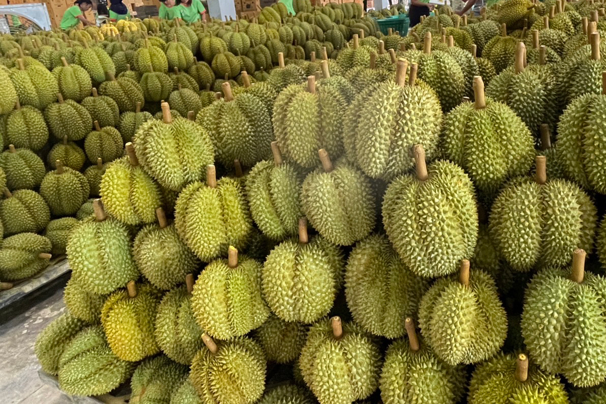 ทุเรียนไทยแห่ใช้สิทธิ FTA ส่งออกจีน 4 เดือน พุ่ง 2,022 ล้านเหรียญ