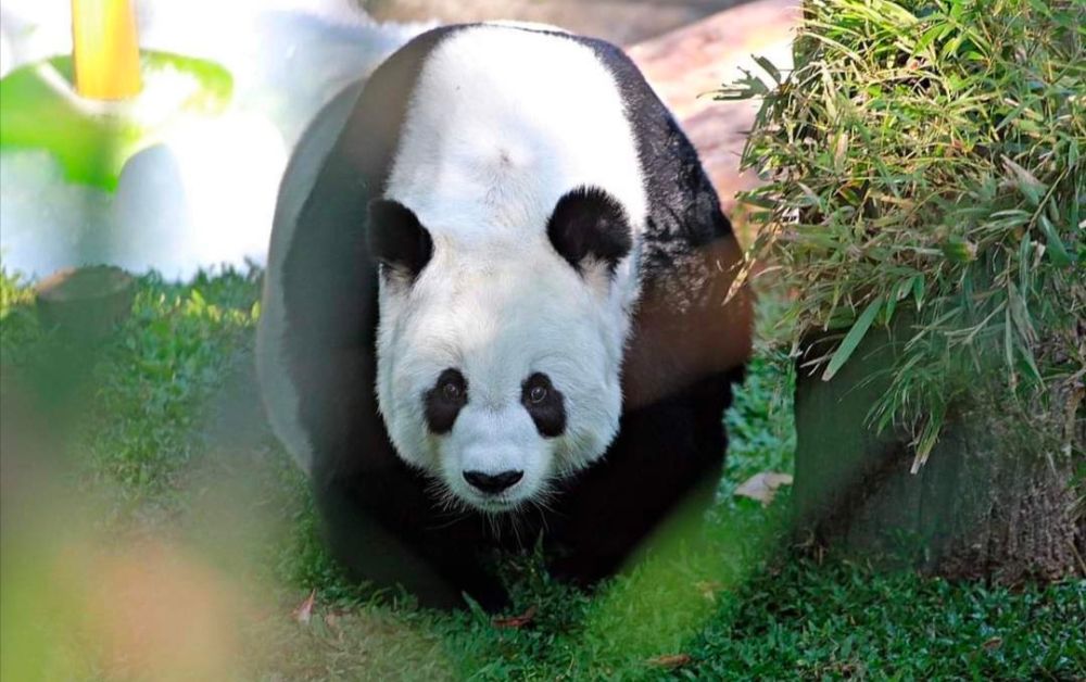 หลินฮุ่ย ทูตสันถวไมตรี (เครื่องมือ) เชื่อมความสัมพันธ์ไทย-จีน
