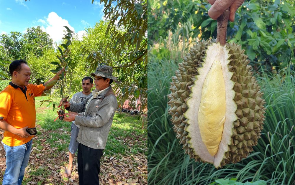 ทุเรียนภูเขาไฟศรีสะเกษ สร้างรายได้เกษตรกรท้องถิ่นกว่า 5 แสนบาท/ไร่