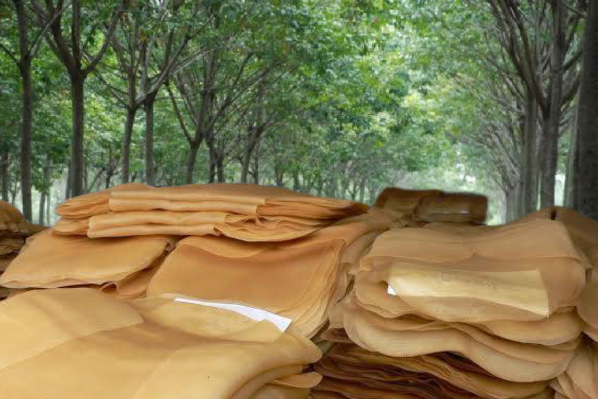 ประกันรายได้ยางเฟส 4 ป่วน ชาวสวนโวย หลายจังหวัดยังไม่ได้เงินชดเชย