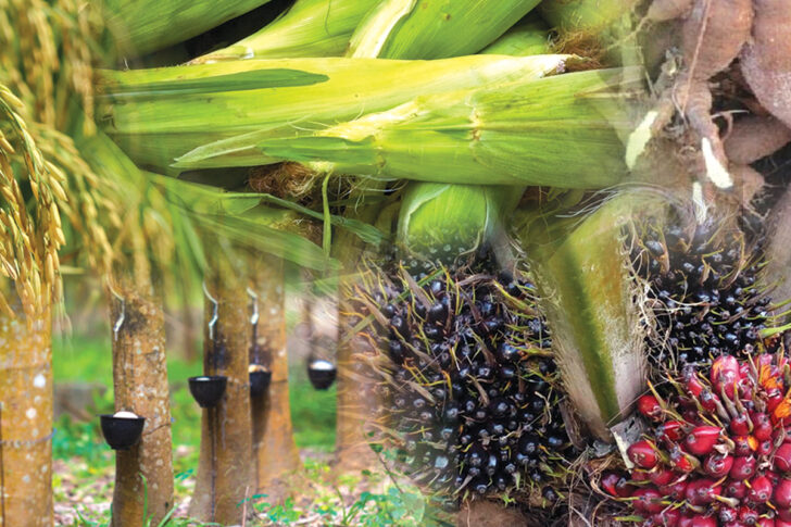 สินค้าเกษตร สินค้าเกษตร