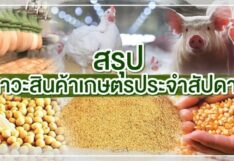 สรุปภาวะสินค้า
