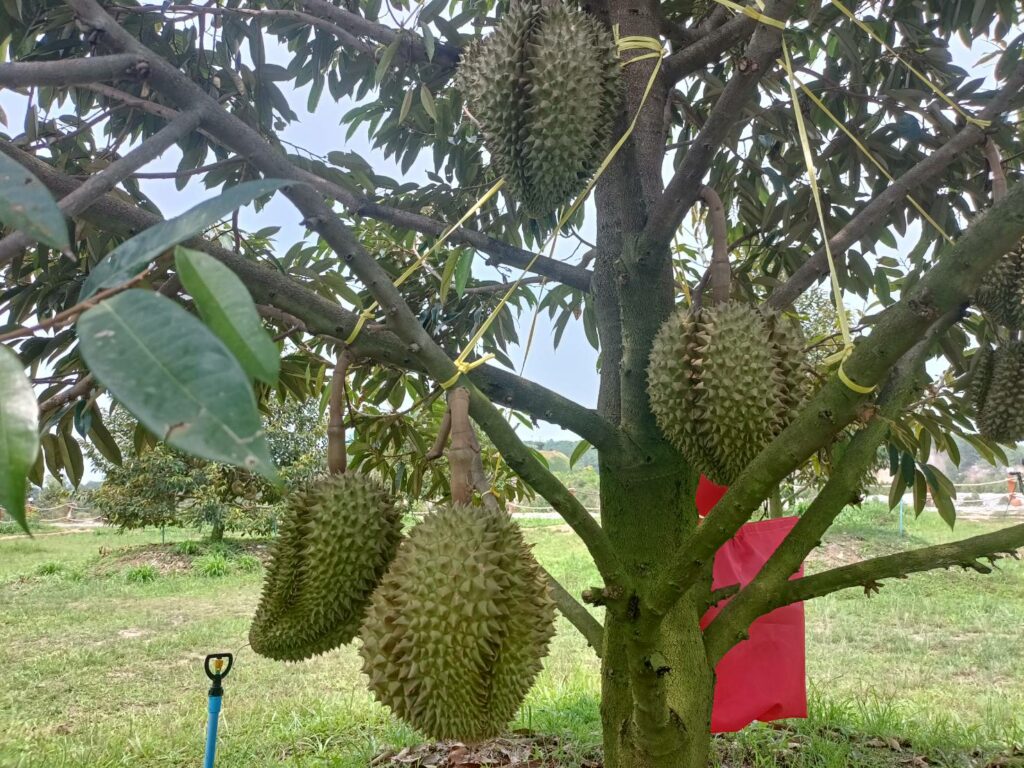 ทุเรียน ระยอง
