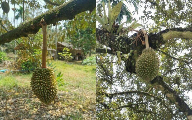 ทุเรียนทะเลหอย ทุเรียนทะเลหอย