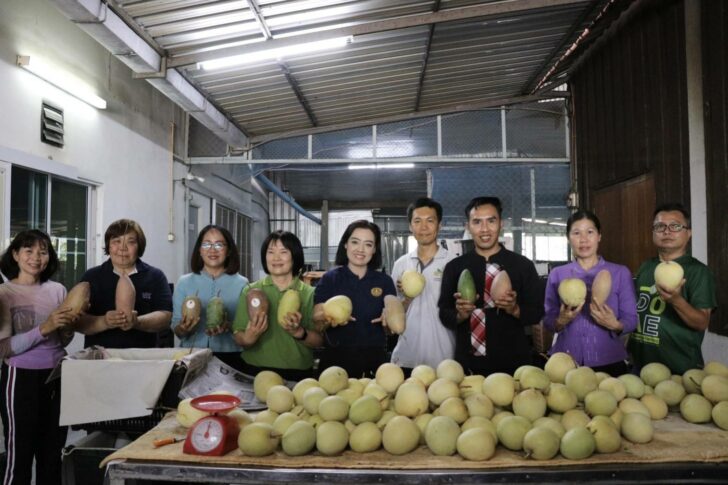 มะม่วง พาณิชย์นำเอกชนรับซื้อมะม่วงแฟนซี เชียงใหม่-ลำพูน