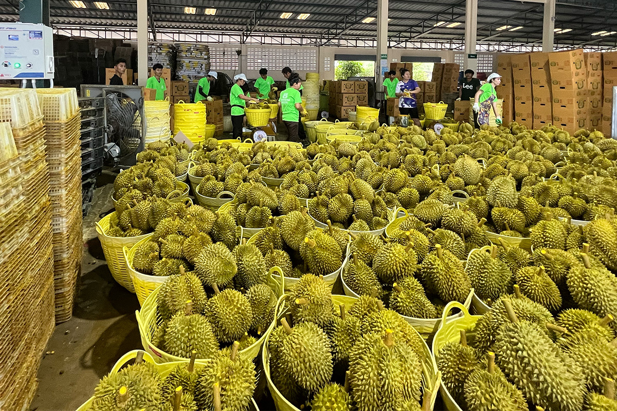 ทุเรียน