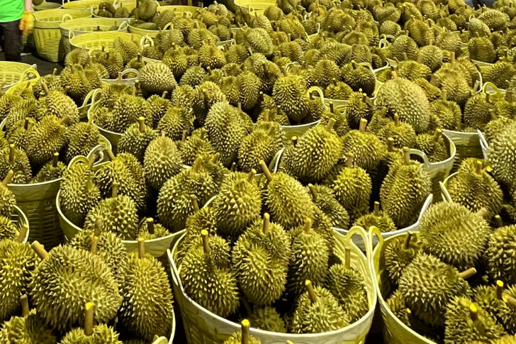ทุเรียน ทุเรียน