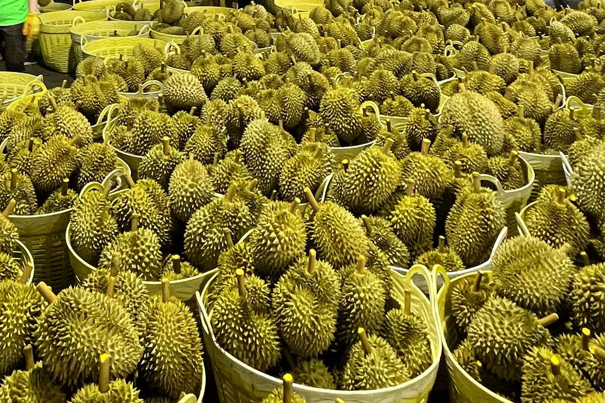 ครึ่งปีแรก66 ไทยส่งออกทุเรียน 6.8 แสนตัน กวาดรายได้ 9 หมื่นล้านบาท