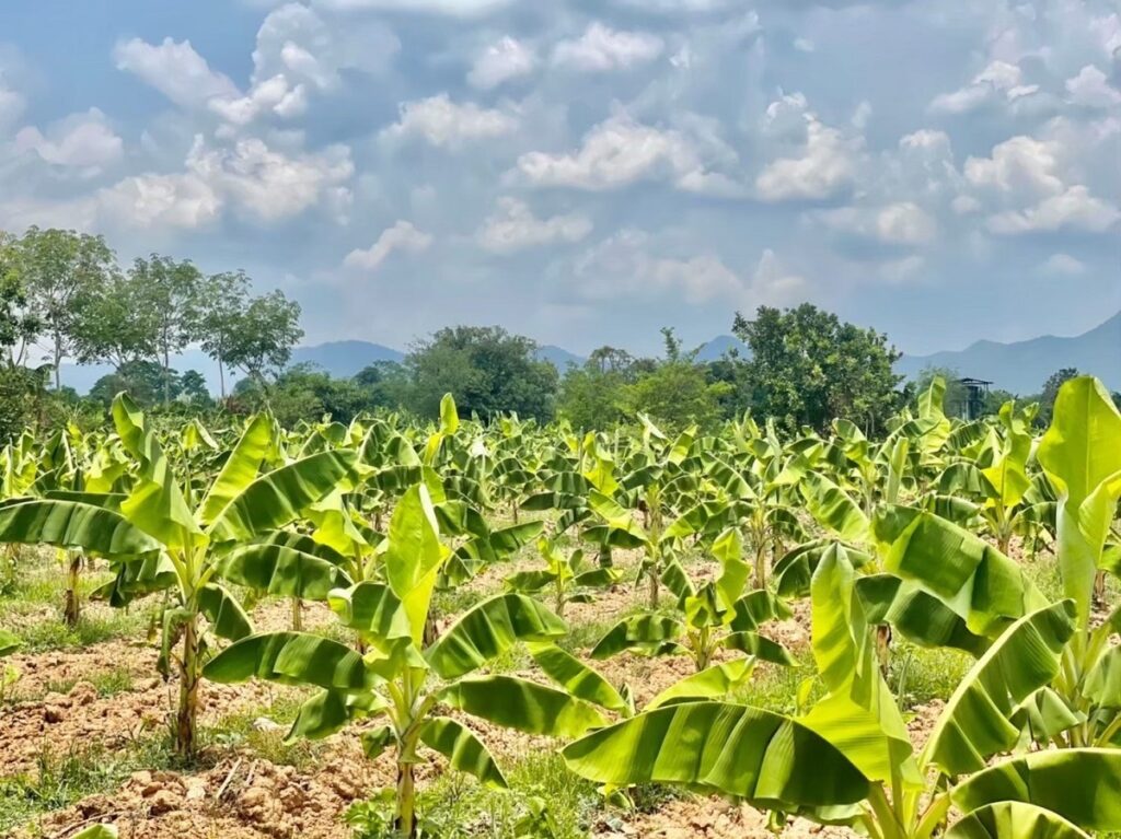 กล้วยหอมทองหนองบัวแดง