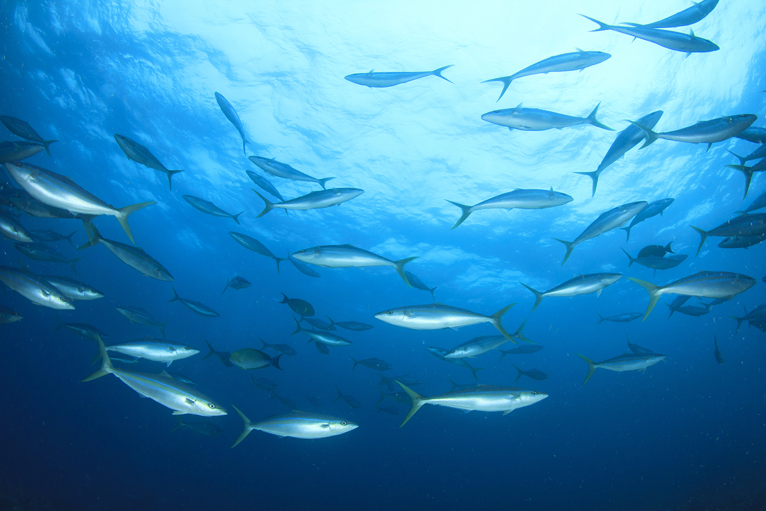 วันทูน่าโลก 2 พ.ค. 2566 ไทยยูเนี่ยน ลุยกลยุทธ์ Seachange® จัดหาปลาทูน่ายั่งยืน