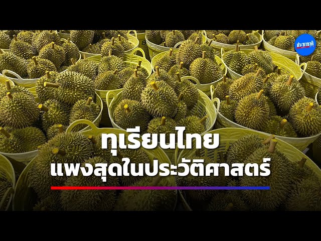 ชาวสวนเฮทุเรียนโลละ 200 ดีมานด์ทะลักจีนรับซื้อไม่อั้น