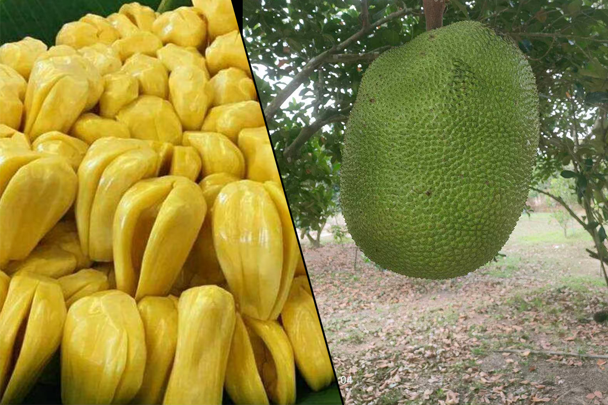 ขนุนหนองเหียงชลบุรี ขึ้นทะเบียน GI ดึงเงินเข้าจังหวัดกว่า 850 ล้านบาท/ปี