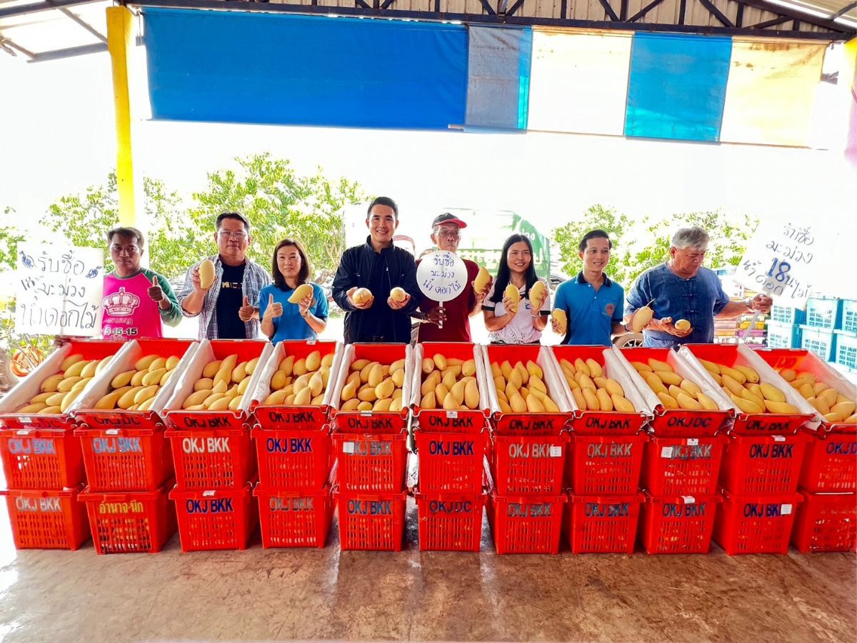 พาณิชย์ นำเอกชน ซื้อมะม่วง พิจิตร-พิษณุโลก กว่า 16,000 ตัน