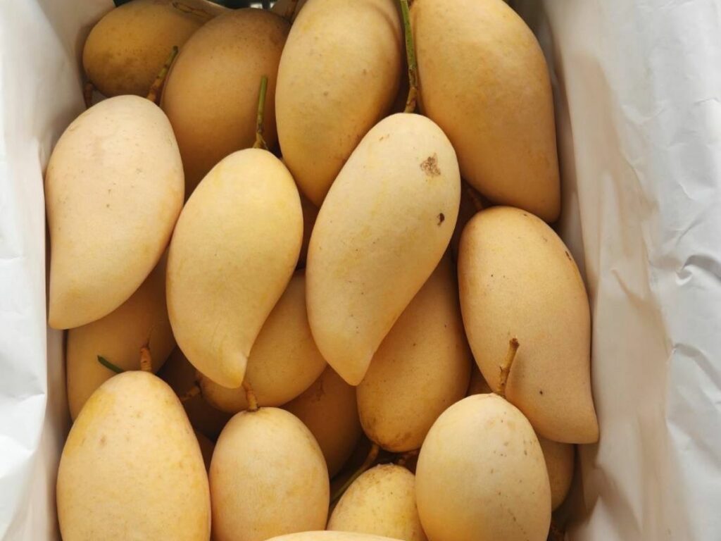 มะม่วง 