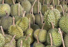 ทุเรียน