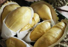 ทุเรียนภูเขาไฟ ศรีสะเกษ
