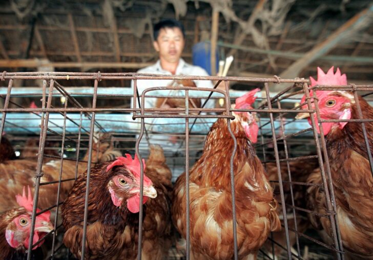 ไก่-ฟาร์มไก่ THAILAND-HEALTH-FLU ฟาร์มไก่