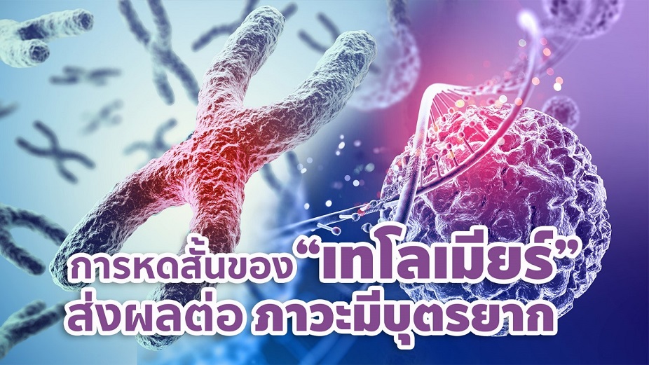 งานวิจัยเผย การหดสั้นของ “เทโลเมียร์”ส่งผลต่อภาวะมีบุตรยาก