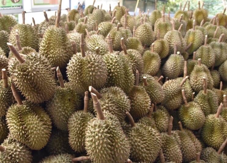 “พาณิชย์” เผยผู้ประกอบการลงพื้นที่ซื้อทุเรียนใต้เต็มพื้นที่ 70%