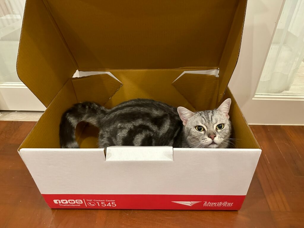 กล่องไปรษณีย์-วันกอดแมวโลก