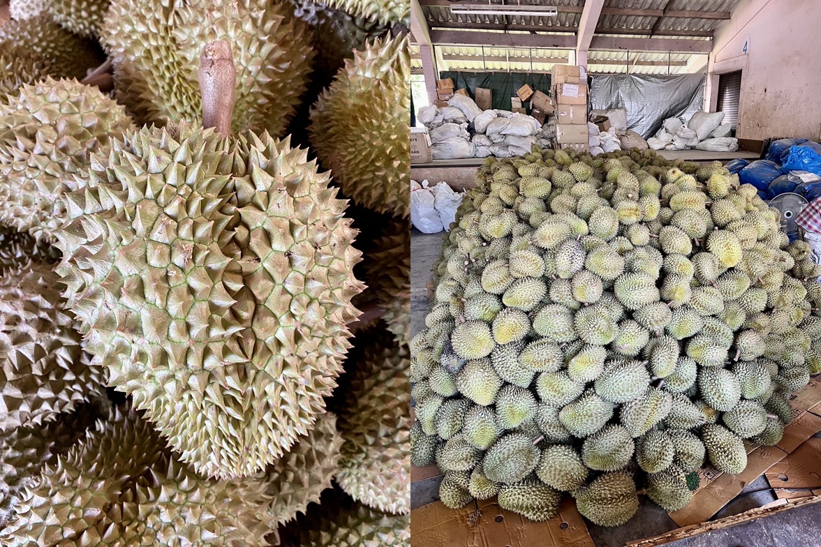 ศุลกากรจับทุเรียนเถื่อนหนักเกือบตัน มูลค่ากว่า 1 ล้าน ชายแดนสระแก้ว