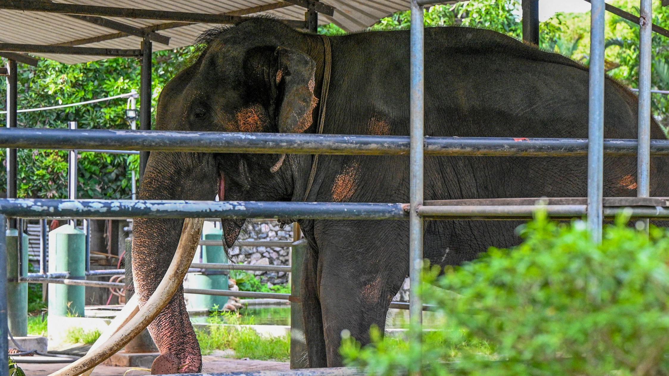 ภารกิจพาช้างไทย “พลายศักดิ์สุรินทร์” กลับจากศรีลังกา หลังดูแลย่ำแย่ จนป่วย-บาดเจ็บหนัก