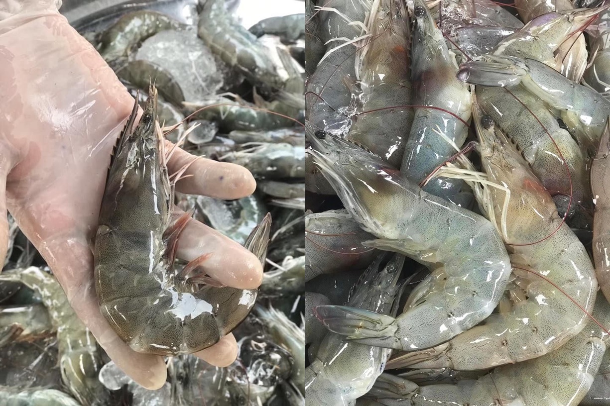 กุ้งล้นตลาดโลก ไทย-เอกวาดอร์-อินเดียผลผลิตทะลัก สหรัฐสต๊อกเต็ม ลดนำเข้า