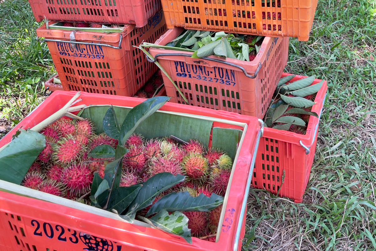 เวียดนามซื้อ “เงาะ” ไม่อั้น จี้รัฐหนุนขยายตลาดส่งออก