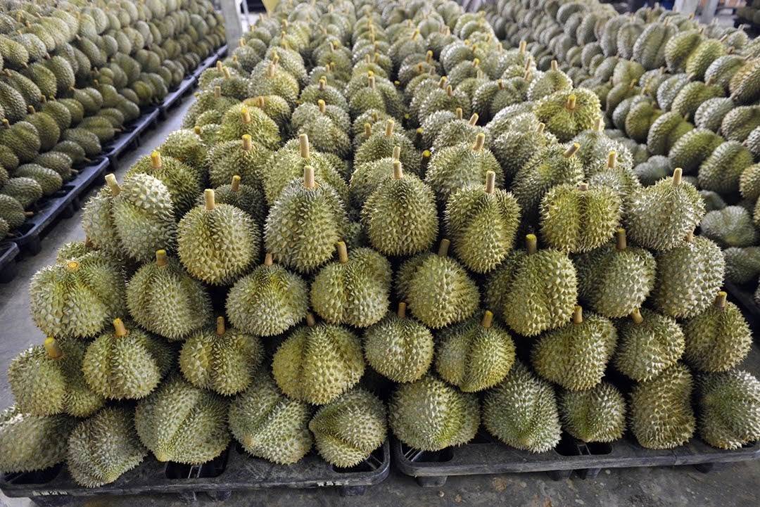 เกษตรสั่งฟ้องอาญา บริษัทผู้ส่งออก พร้อม ระงับใบอนุญาตล้ง สวมสิทธิทุเรียน