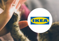 IKEA อิเกีย สัตว์เลี้ยง หมา แมว