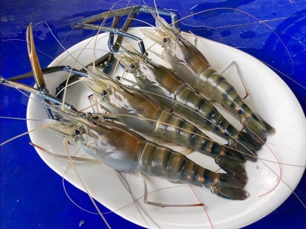 “กุ้งก้ามกรามบางแพ” 