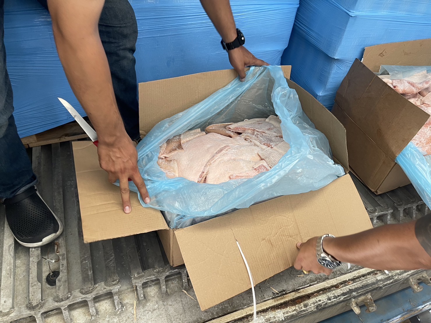กรมศุลกากร ส่งมอบ “ปศุสัตว์” ทำลายหมูเถื่อน จำนวน 159 ตู้แล้ว