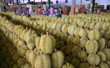 พาณิชย์เข้มตรวจเครื่องชั่งซื้อ-ขายผลไม้ทั่วประเทศ