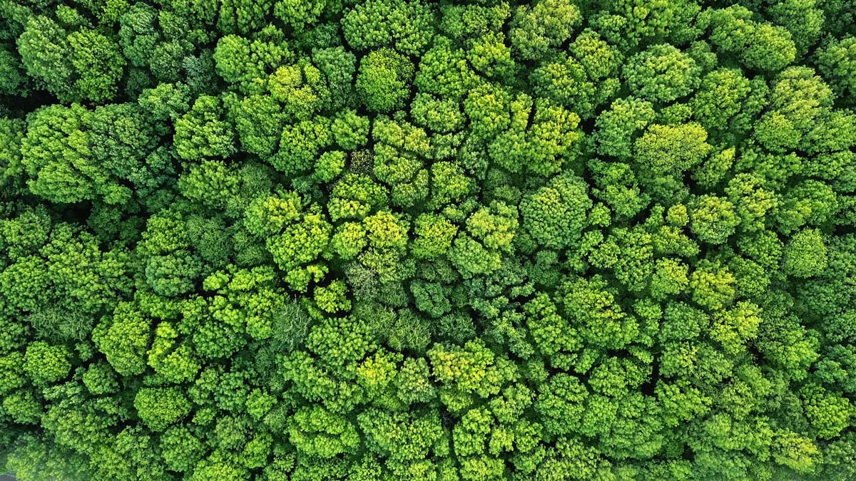 Sustainability_forest ภาพจาก IBM